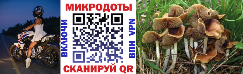 Псилоцибиновые грибы Psilocybe Костомукша